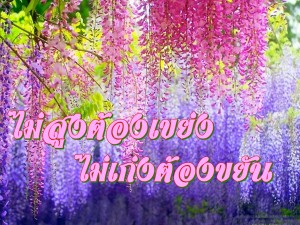 Flowers-Wallpapers-6